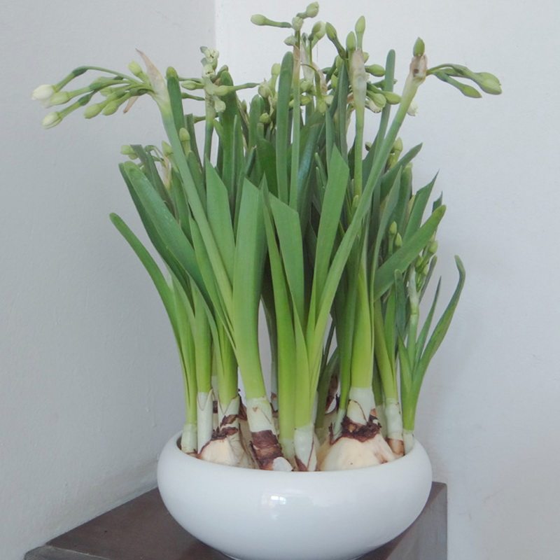 景德镇纯白色陶瓷特大花盆水仙花碗莲铜钱草睡莲水培无孔笔洗茶洗