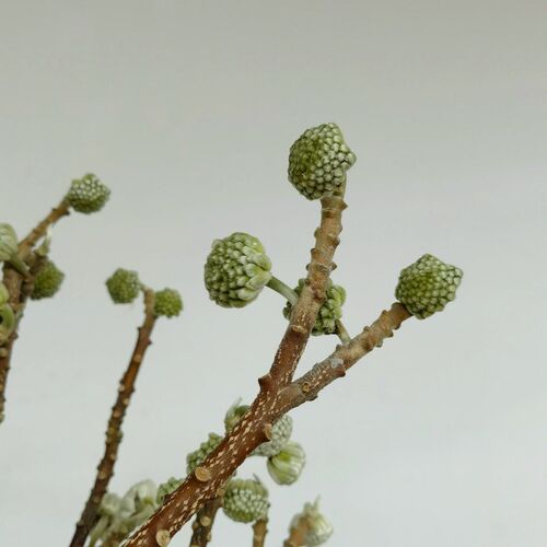 结香鲜花鲜切枝条小众木本花材水养瓶插花可做干花京津冀鲜花速递