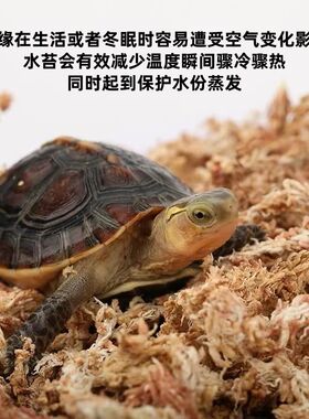 黄缘龟冬眠箱过冬垫材乌龟冬眠用品饲养箱智利水苔小龟冬眠盒套装