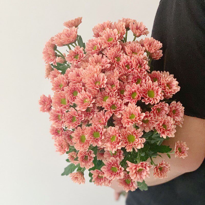 三文鱼色小雏菊鲜花花束家用水养云南直发花期长直批插花百搭配花