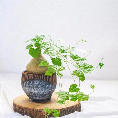 银叶睡布袋 钱袋子 多肉植物网红葫芦科块根爬藤球状盆栽好养绿植