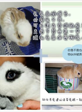 兔子小白黑垂耳侏儒凤眼西施小型宠物活体宝宝熊猫公主兔好评如潮