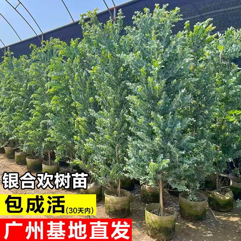 银叶金合欢树苗庭院花园别墅大型造景开花卉绿植室内四季好养盆栽