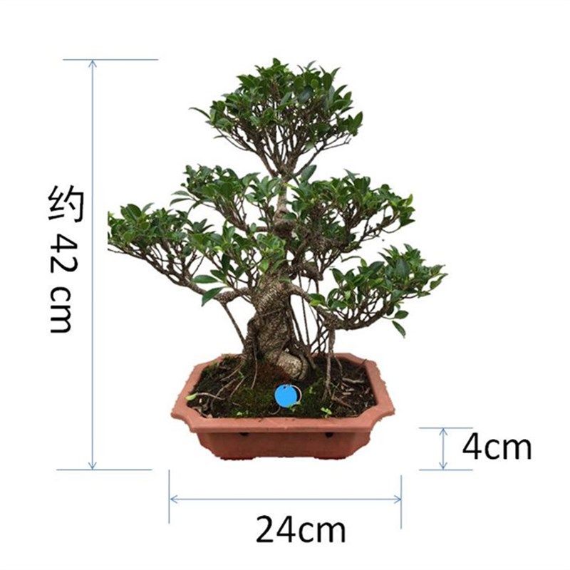 气根榕树盆景树桩台湾榕虎皮榕盆栽植物老桩绿植一物一拍送礼佳品