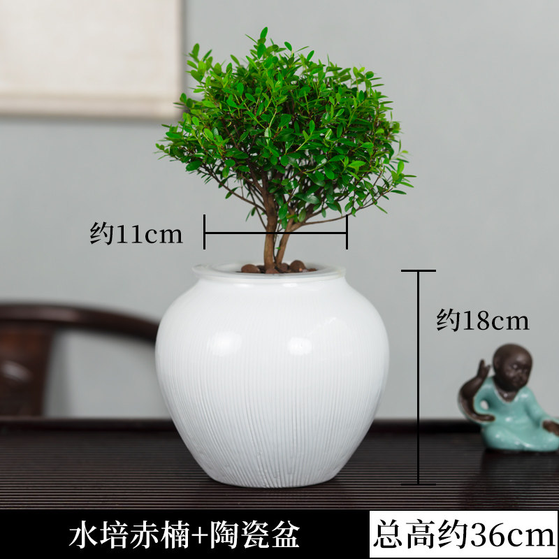 水培小叶赤楠盆景老桩绿植物办公室内桌面小盆栽水养四季常青好养