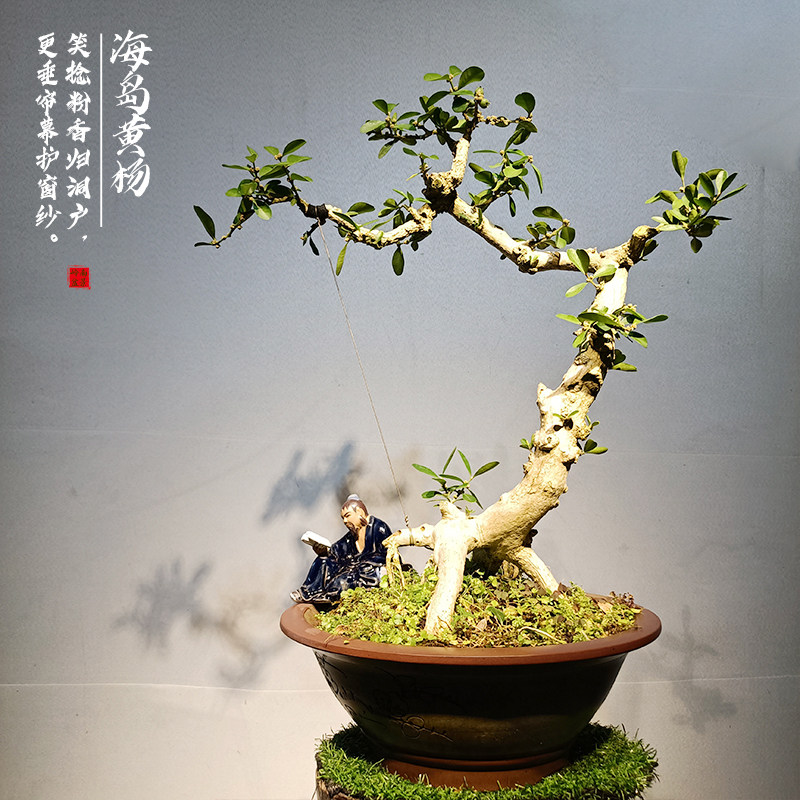 小叶紫檀盆景客厅好养树桩黑骨茶植物室内耐寒绿植盆栽办公室镇宅
