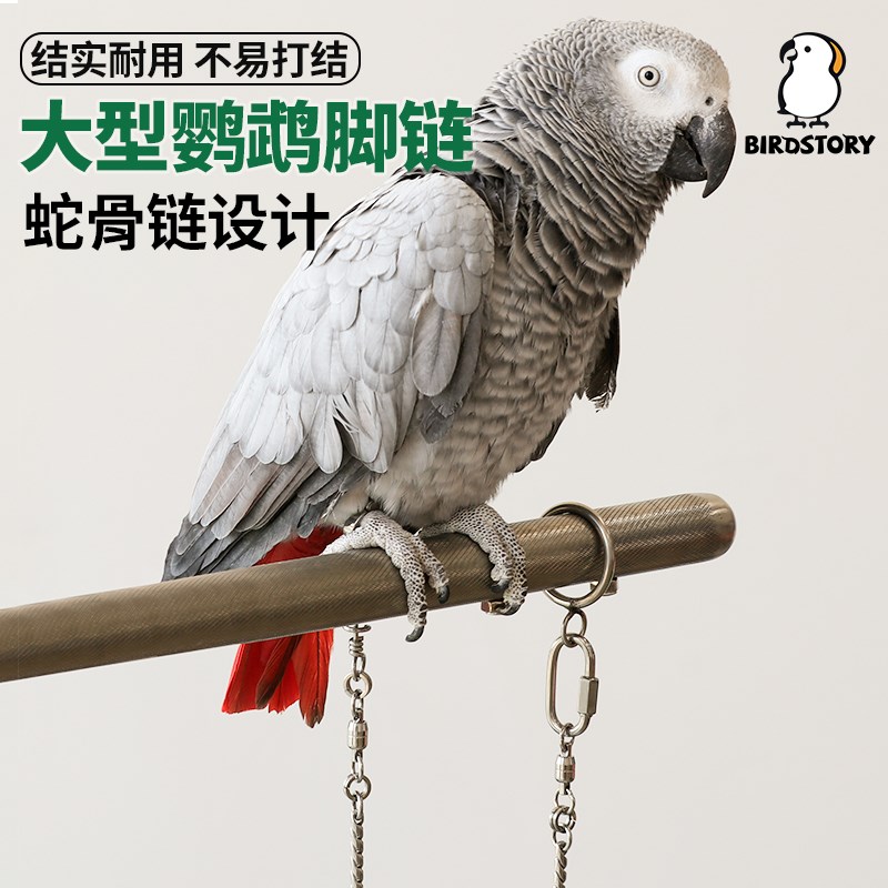 中大型灰机鹦鹉专用不锈钢脚链脚环不伤脚活扣超轻可拆卸免费刻字