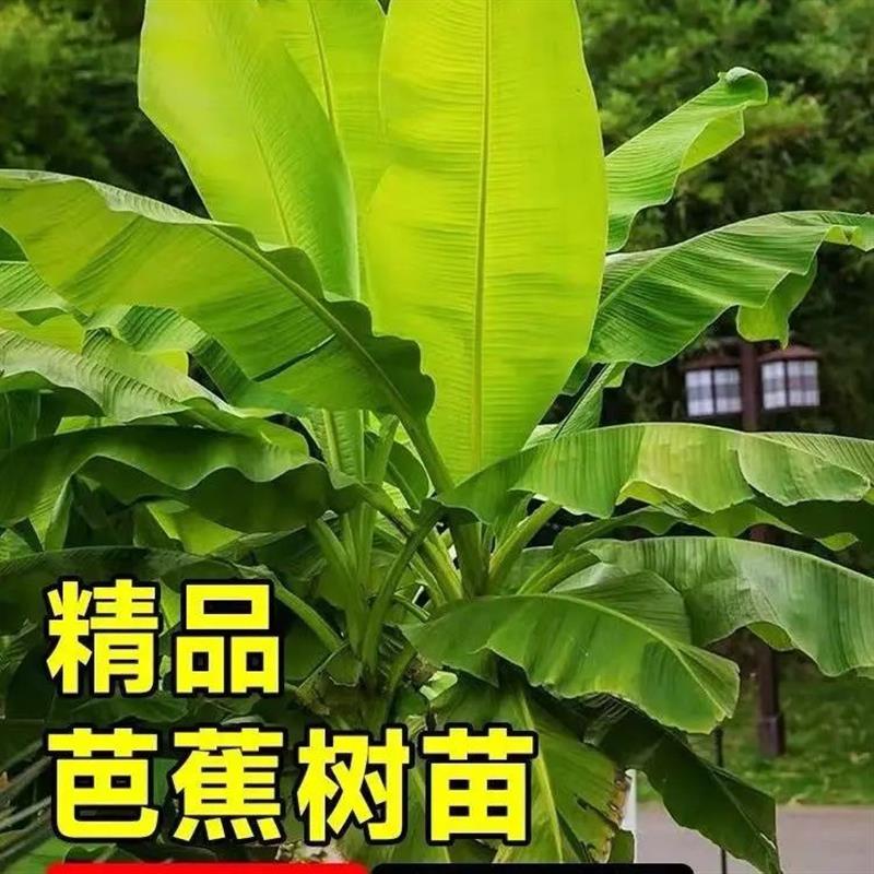 大叶芭蕉树盆栽真绿植大型观赏植物室外落地盆景绿植四季常春好养