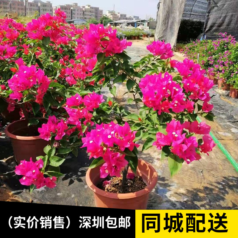 杜鹃花三角梅勒杜鹃盆栽喜阳室外植物深圳市花木兰绿植同城配送