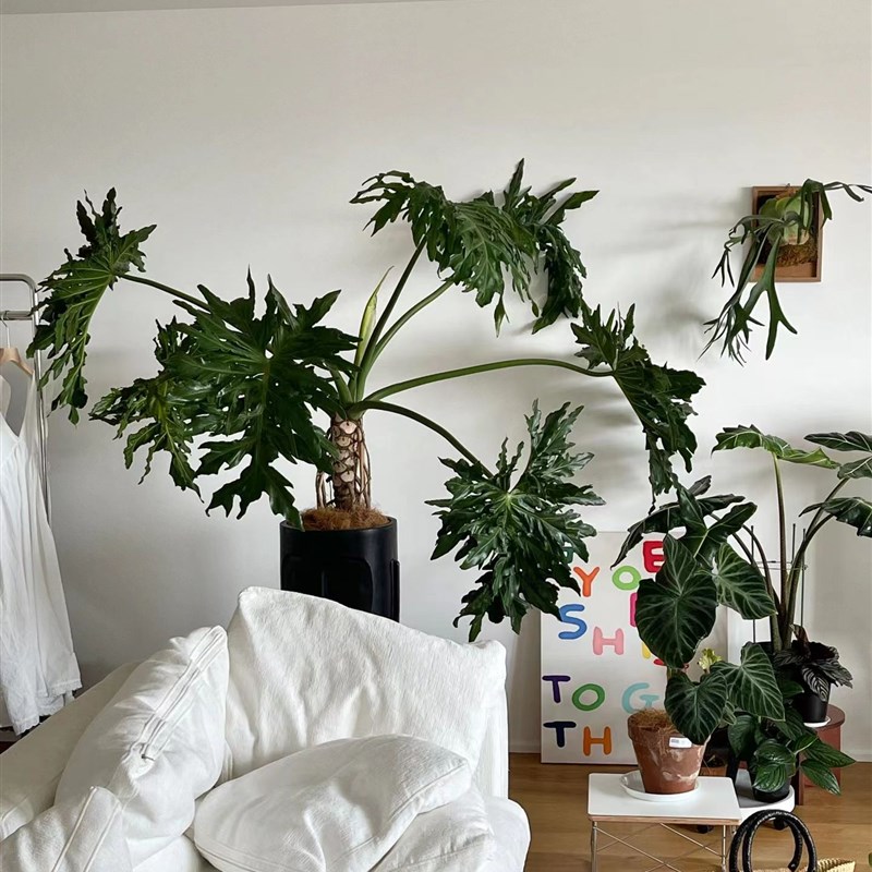 龙鳞春羽老桩大型室内客厅好养绿植吸甲醛办公室盆栽观叶阳台植物