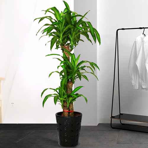 巴西木植物盆栽绿植大型室内办公室客厅阳台巴西铁吸甲醛观叶