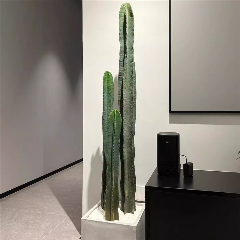 量天尺大型盆栽仙人掌仙人柱多肉植物北欧风室内室外好养活真绿植