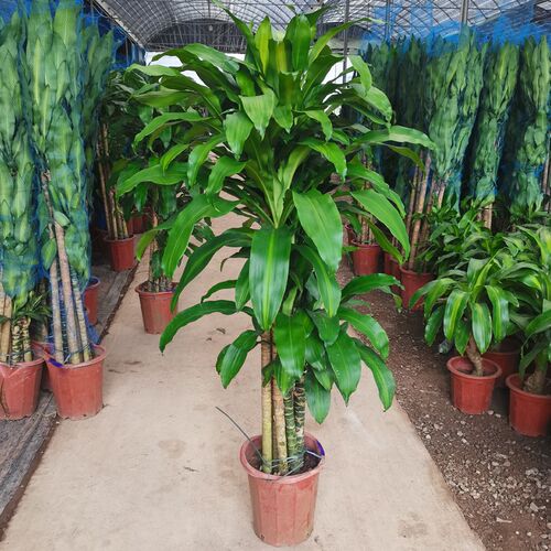 巴西木幸运木大型盆栽植物室内客厅净化空气盆景前台千年木绿植