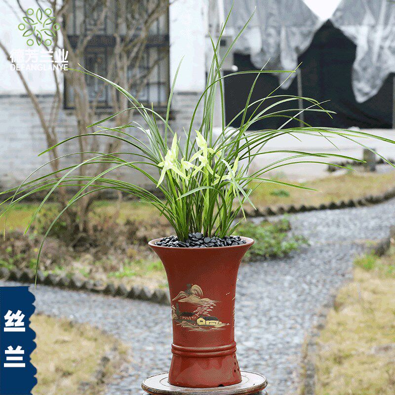 兰花名贵春兰丝兰素花带花苞室内阳台好养浓香型花卉绿植盆景盆栽