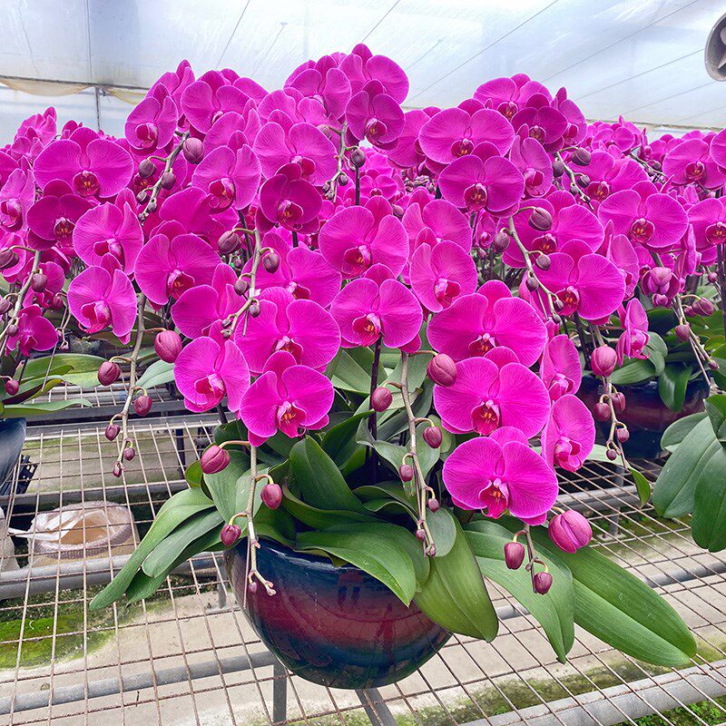 春节杭州广州上海北京鲜花速递同城配送蝴蝶兰盆栽带花新年宵花卉