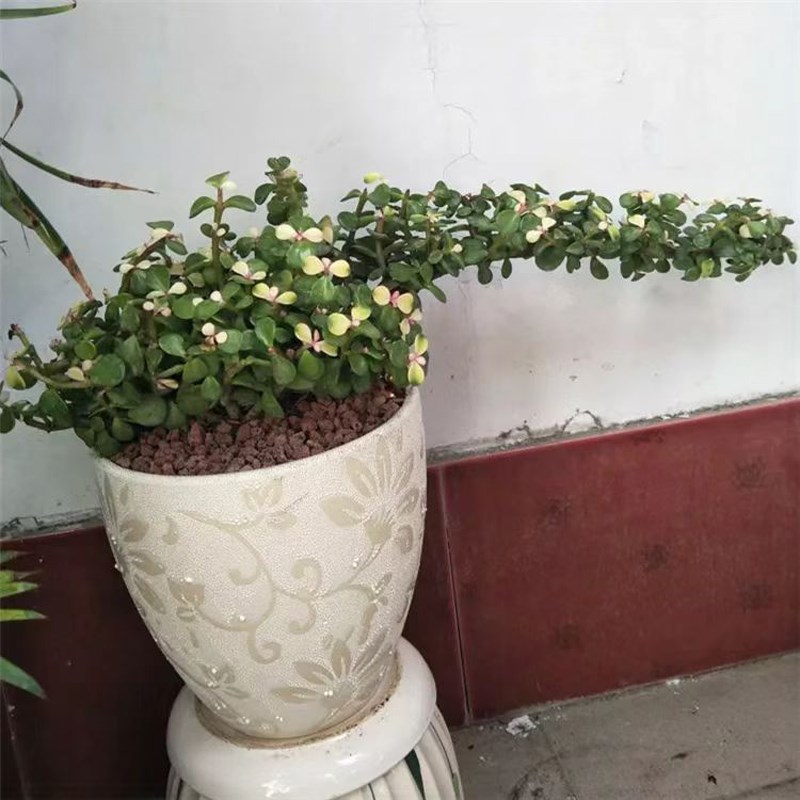 多肉植物金枝玉叶老桩盆景大象鼻款雅乐之舞老桩阳光盆栽净化空气