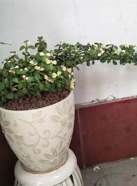 多肉植物金枝玉叶老桩盆景大象鼻款雅乐之舞老桩阳光盆栽净化空气
