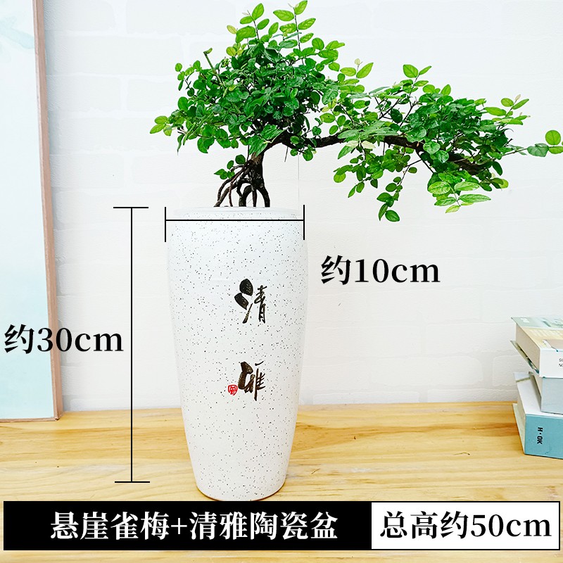 水培绿植物小叶雀梅盆景树桩造型老桩室内桌面水养小盆栽四季常青