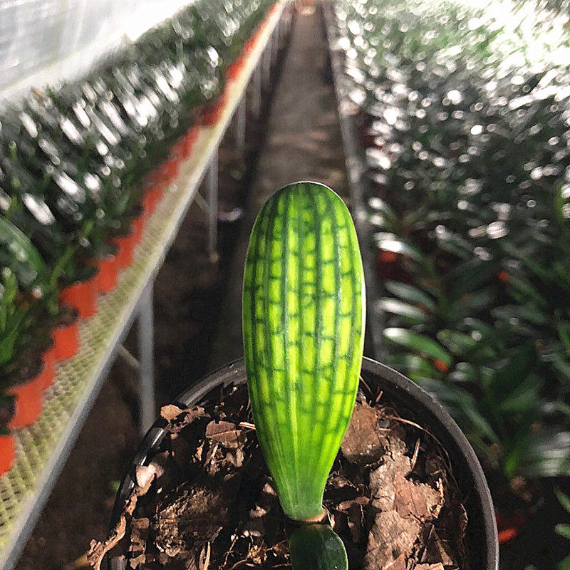 长春君子兰精品国兰一花蜡膜花脸圆头宽叶立板黑筋黄底粗筋小苗
