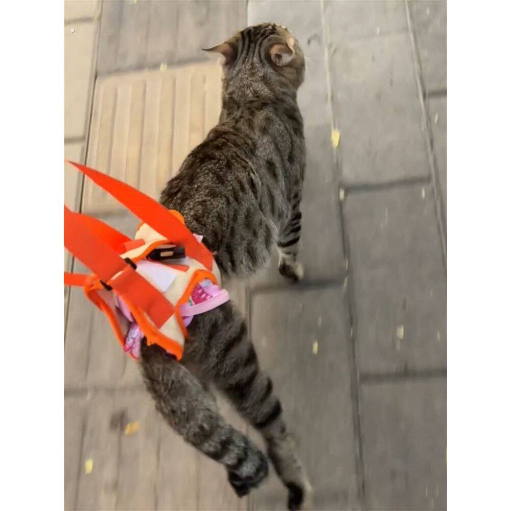 猫后腿无力辅助带高龄老年犬残疾犬宠物康复锻炼带上楼协助带遛猫