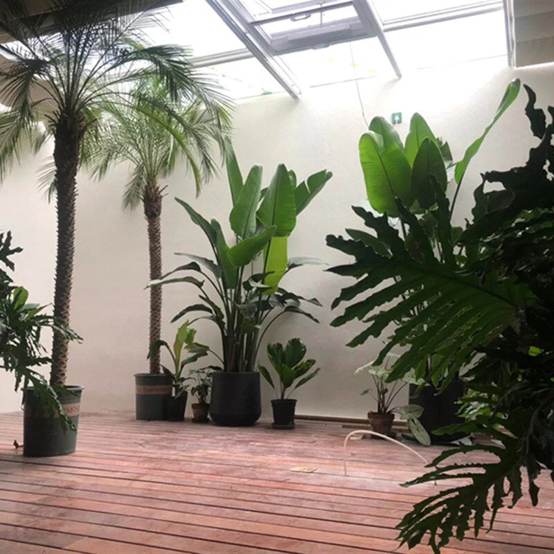 针葵盆栽 棕榈科植物椰子树 北欧风热带风格室内阳台户外庭院绿植