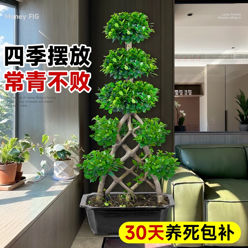 金钱榕客厅大盆栽室内大型绿植摇钱树发财树落地榕树植物四季常青