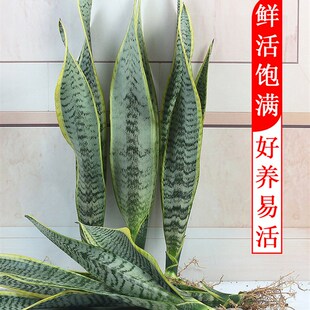 金边虎皮兰盆栽植物花卉客厅办公室内水培好养活高大型绿植虎尾兰