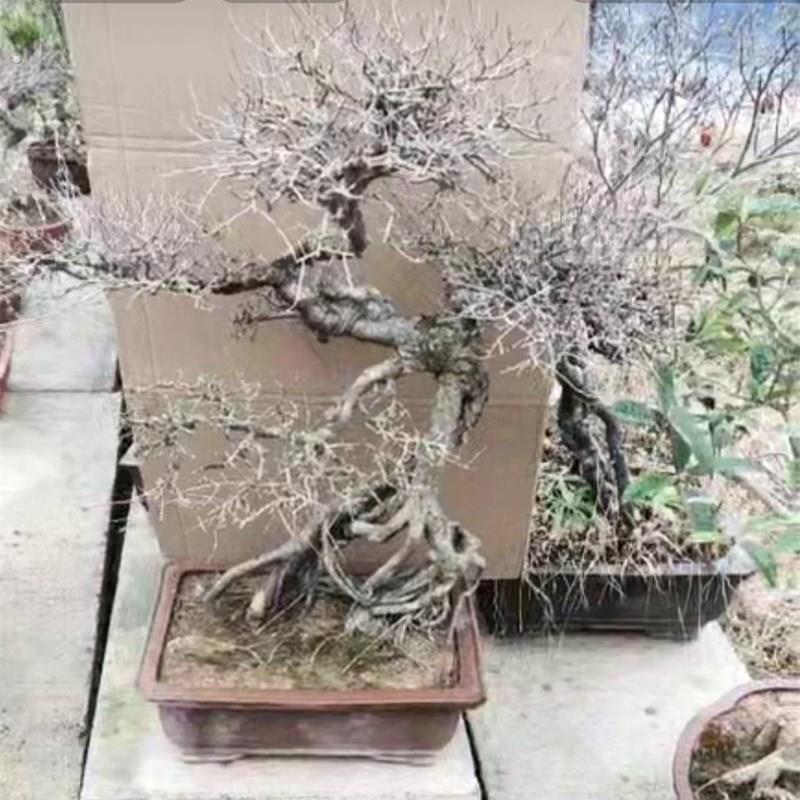 老桩提根榆树 小叶榔榆怪桩造型 小叶榆树老盆口 年年有余树盆景