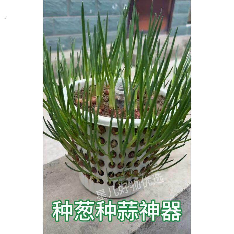 种葱种蒜神器大容量塑料镂空篓无盖种一次吃不完