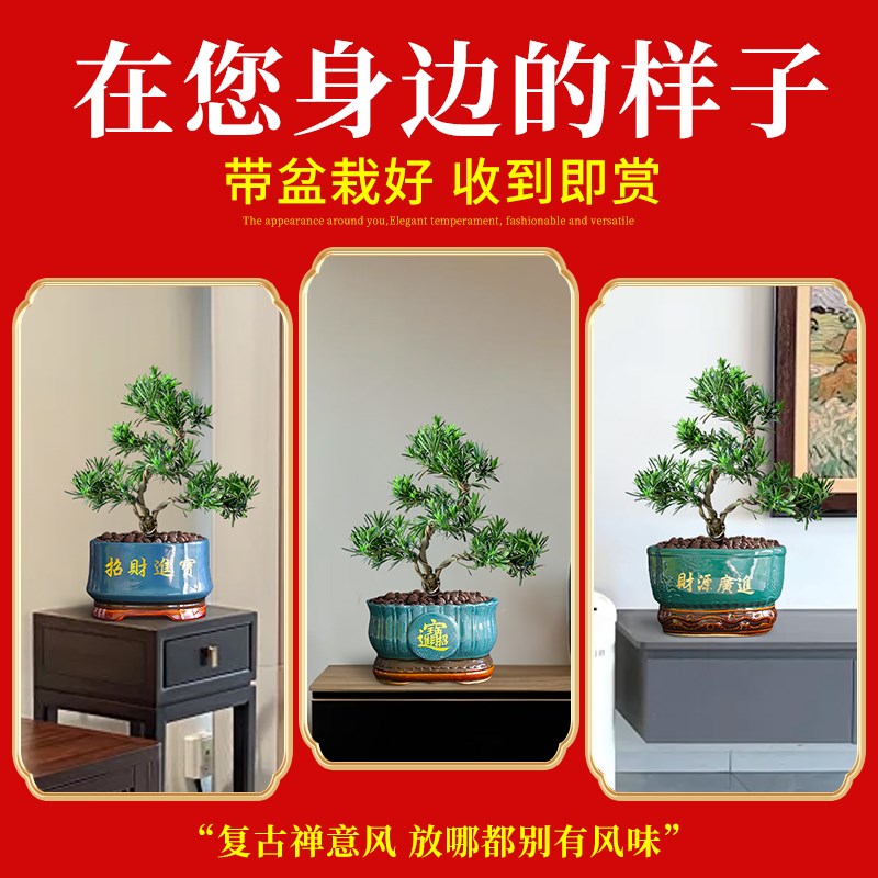 罗汉松老桩造型盆景大盆栽树苗树桩室内矮桩客厅招财旺财精品真树