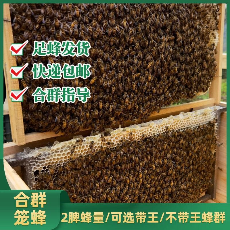 中蜂蜂群带王蜜蜂活养殖带子脾阿坝中蜂带蜂箱中华土蜂出售笼蜂群