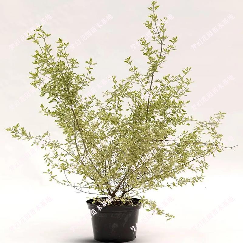 银姬小蜡球树苗金姬小蜡苗彩叶灌木庭院花园绿化色块耐寒花境植物
