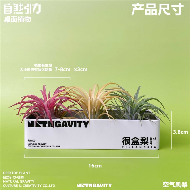 自然引力-很盒梨空气凤梨可磁吸甲醛净化空气办公室内好养小植物