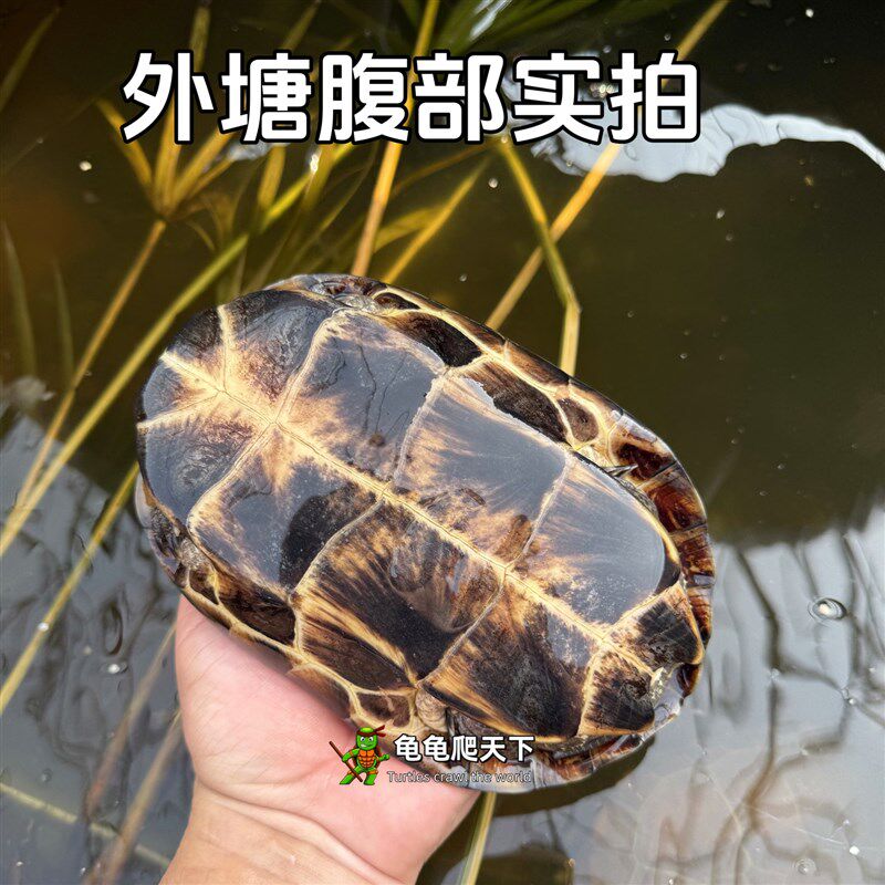 产蛋大乌龟活体外塘中华草龟长寿龟宠物水龟刀刻纹金线龟活物龟