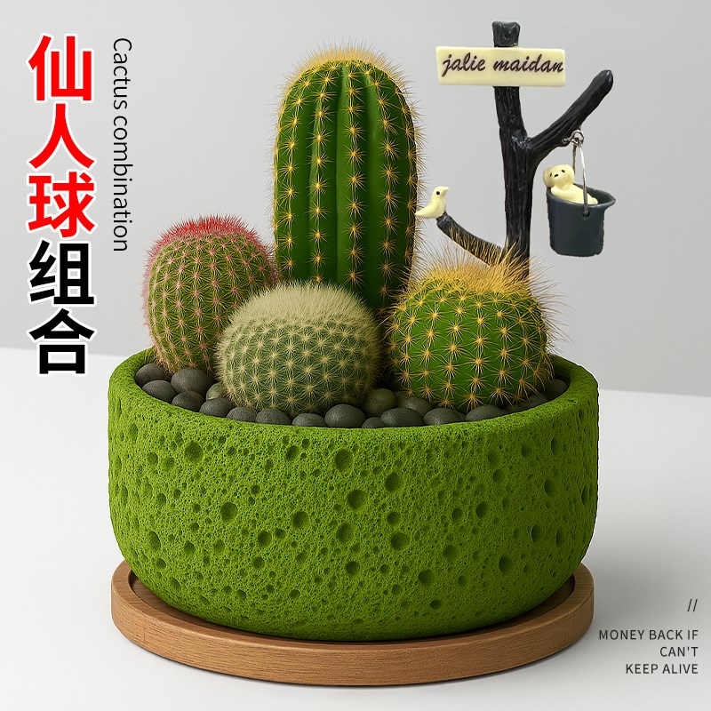 仙人掌科仙人球盆栽组合多肉植物办公室内防辐射桌面绿植花卉盆景