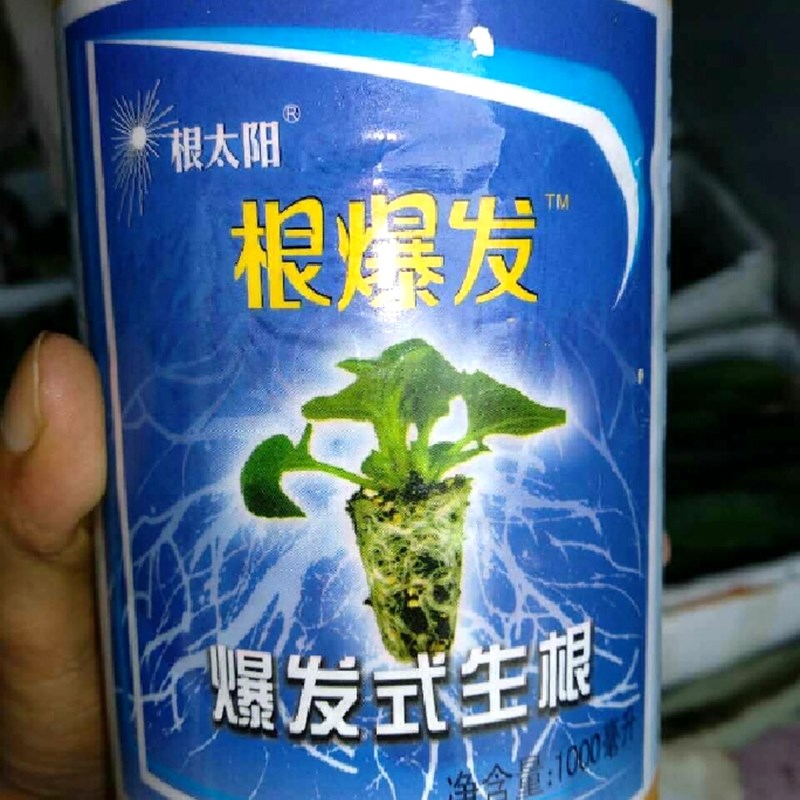 根太阳-大树移栽专用型生根剂-爆发式生根移植扦插苗子生长营养液