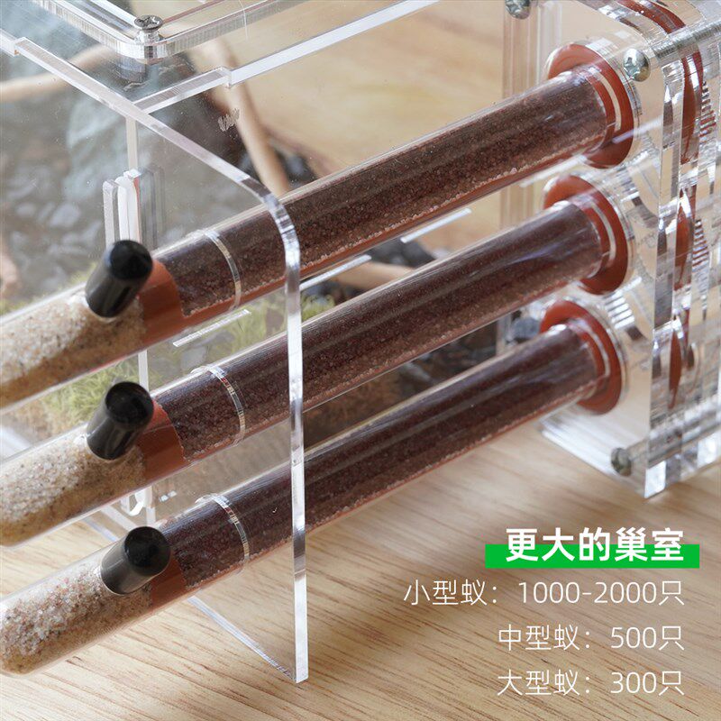 生态蚁巢蚂蚁工坊宠物蚂蚁蚁巢活动区养蚁试管巢教学养蚁阿韬ANTS