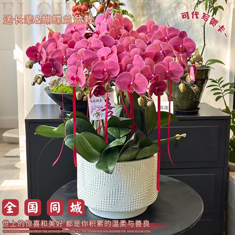全国蝴蝶兰盆栽带真花鲜花速递同城配送礼物绿植开业乔迁北京大盆