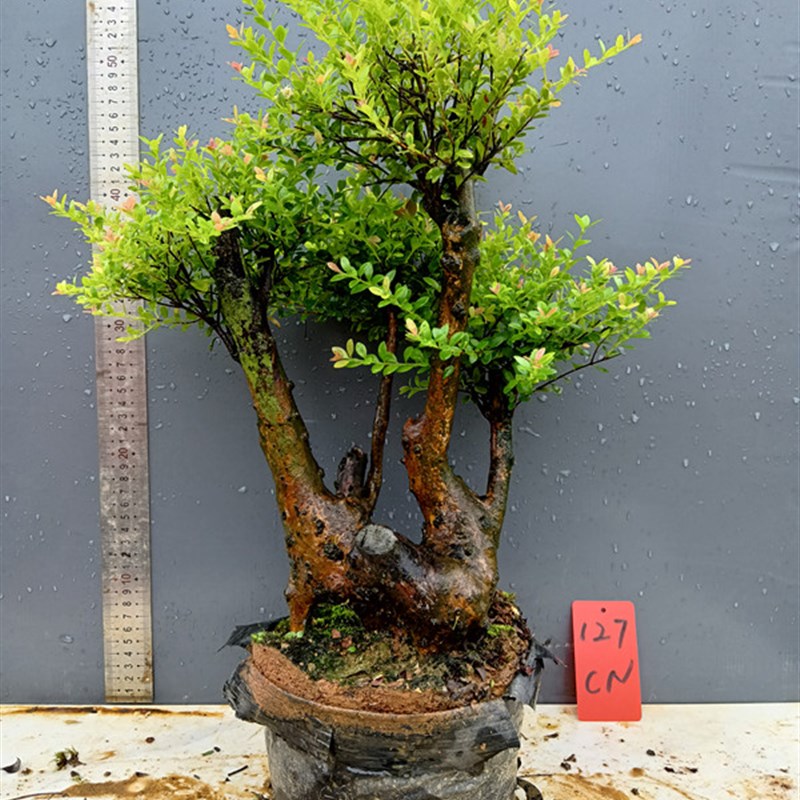 新款赤楠老桩盆景一物一拍庭院红芽碳化镂空怪桩实物易活矮霸树苗