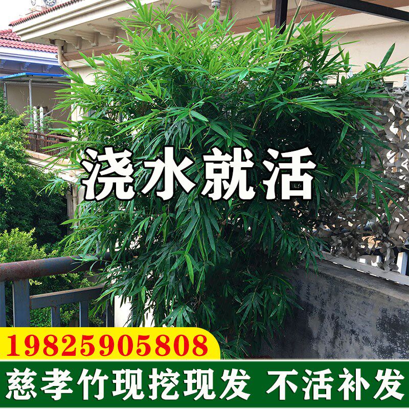 丛生慈孝竹苗盆栽绿植庭院室外小型观赏竹子苗耐寒四季青植物窝竹