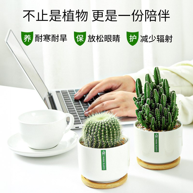 仙人球仙人掌盆景室内防辐射绿植物多肉开花摆件金虎幼儿园小盆栽