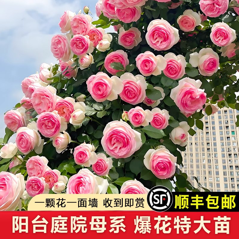 藤本月季龙沙宝石蔷薇花苗特大爬藤植物别墅阳台庭院拱门四季开花