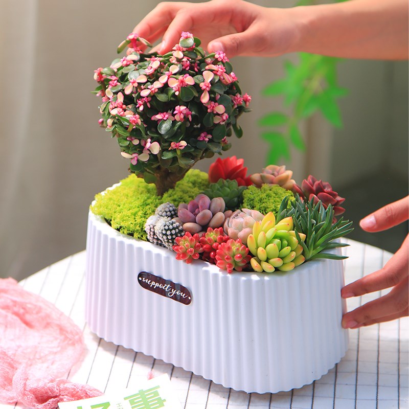 梦幻花园多肉植物盆栽室内绿植花卉桌面耐活创意新手好养含盆