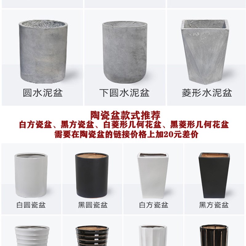大发财树大型绿植盆栽客厅办公室内阳台开业乔迁送礼昆明同城配送