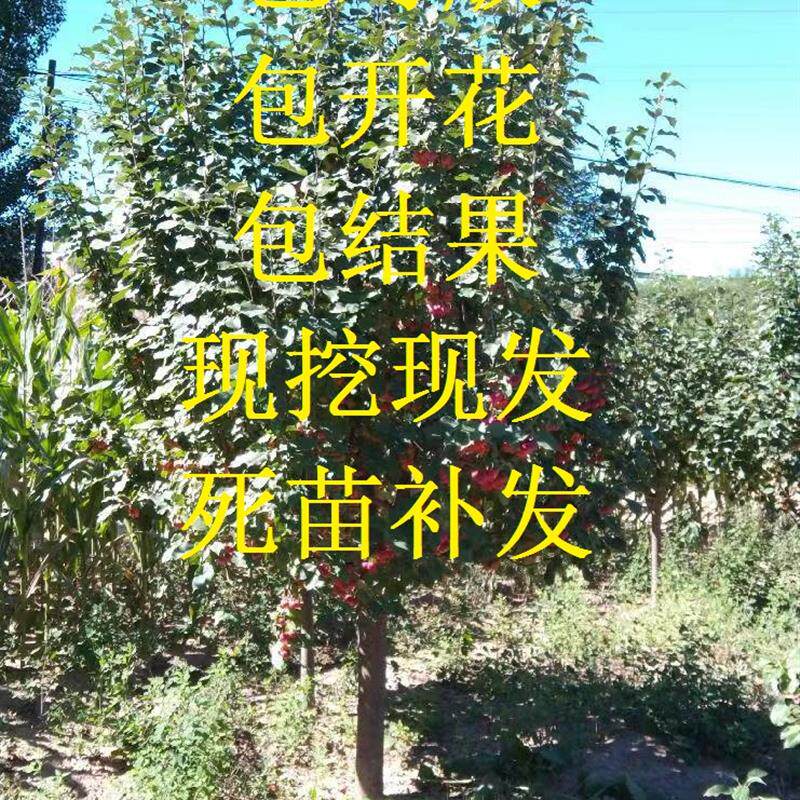 好吃的八棱海棠树苗 南方北方种植 当年开花 当年结果 盆栽地栽