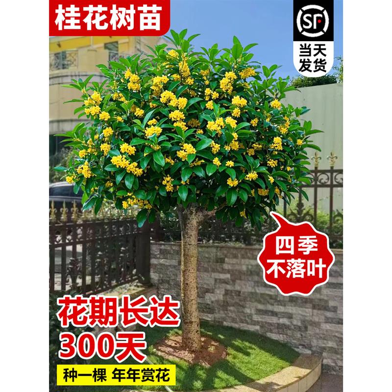 桂花树苗庭院地栽大树四季桂南北方种植室外别墅金桂丹桂花卉植物