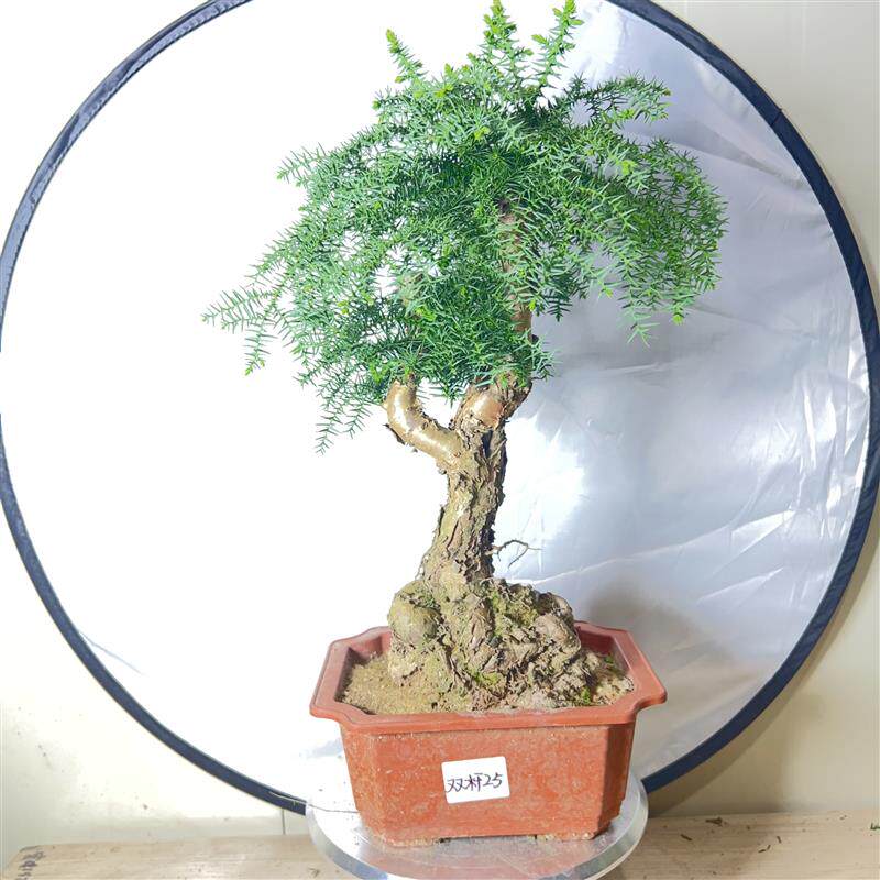 耐旱澳洲杉盆景老桩造型植物室内室外办公室绿植南洋杉不老松盆栽