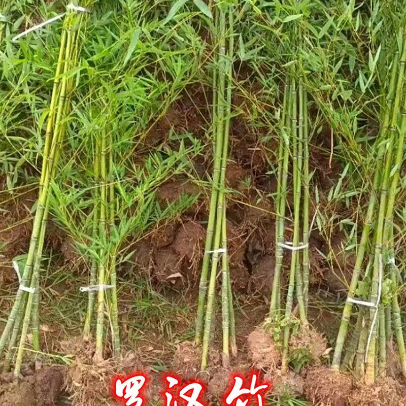 罗汉竹子苗庭院北方耐寒植物观赏紫竹盆栽大矮型四季青早园竹树苗