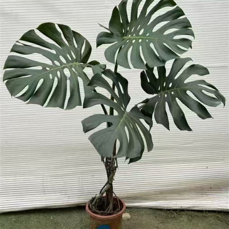 老桩龟背竹盆栽室内好养客厅阳台大型绿植花卉水培植物大叶开背
