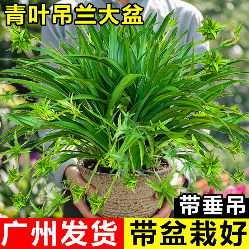 吊兰垂吊植物四季常青叶金边吊兰大盆栽办公室内绿植客厅吸花